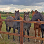 Accomodation Horses Netherlands