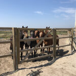 Accomodation Horses Netherlands