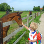 Accomodation Horses Netherlands