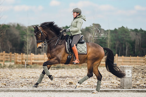 Search assistant horses