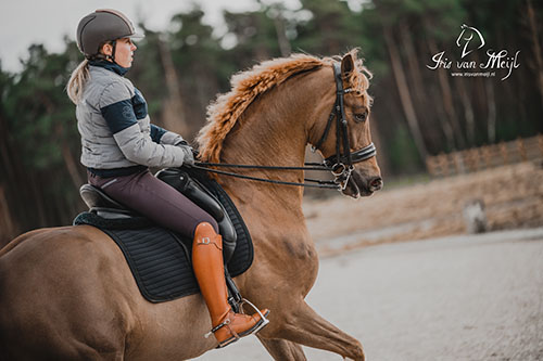 Search assistant horses